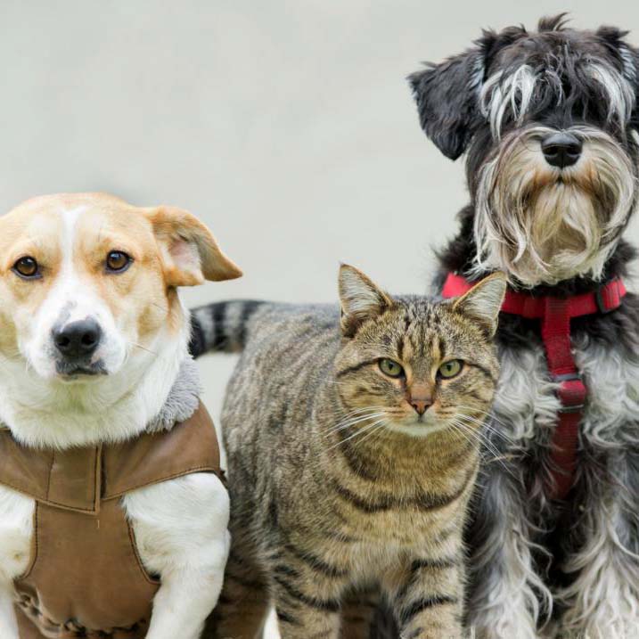 Pet Store